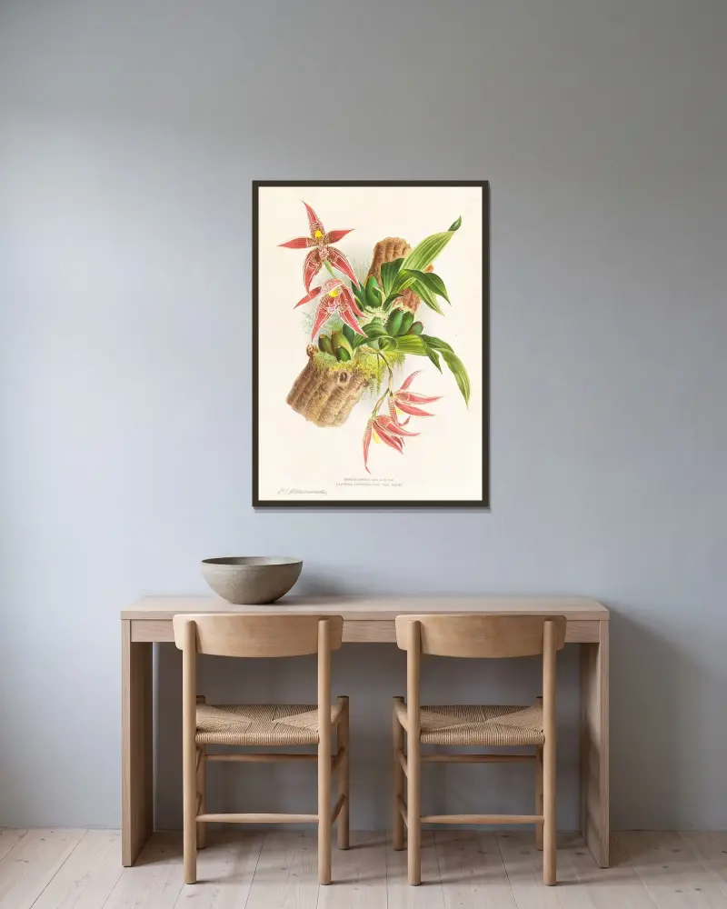 Paphinia Randi, Paphinia Cristata av Jean Jules Linden inramad på en vägg