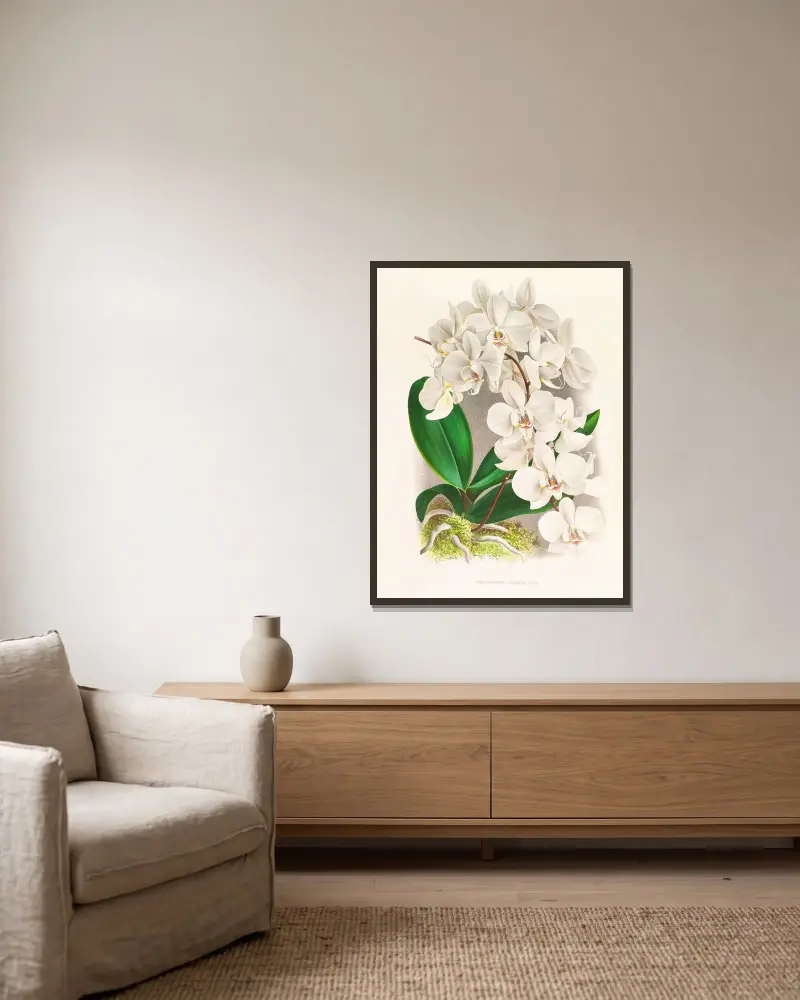 Phalaenopsis amabilis av Jean Jules Linden inramad på en vägg