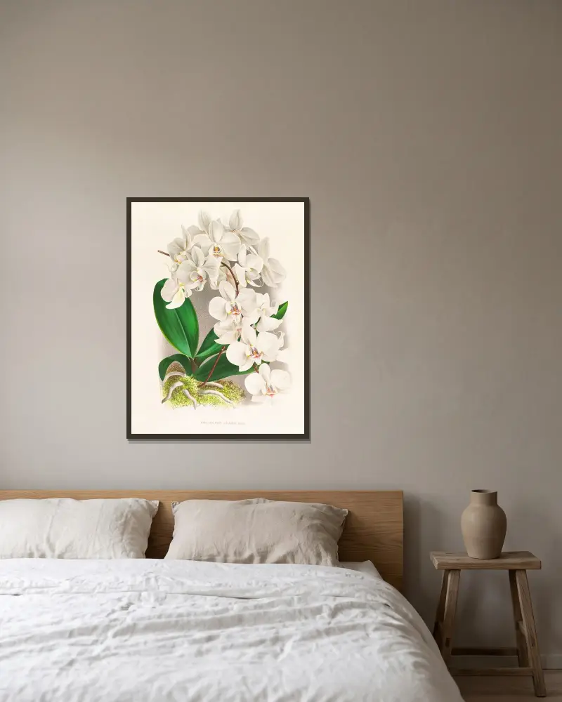Phalaenopsis amabilis av Jean Jules Linden inramad på en vägg