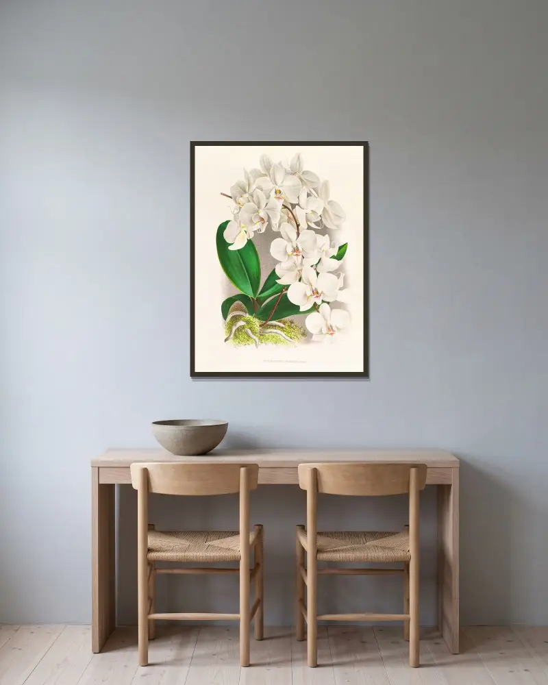 Phalaenopsis amabilis av Jean Jules Linden inramad på en vägg