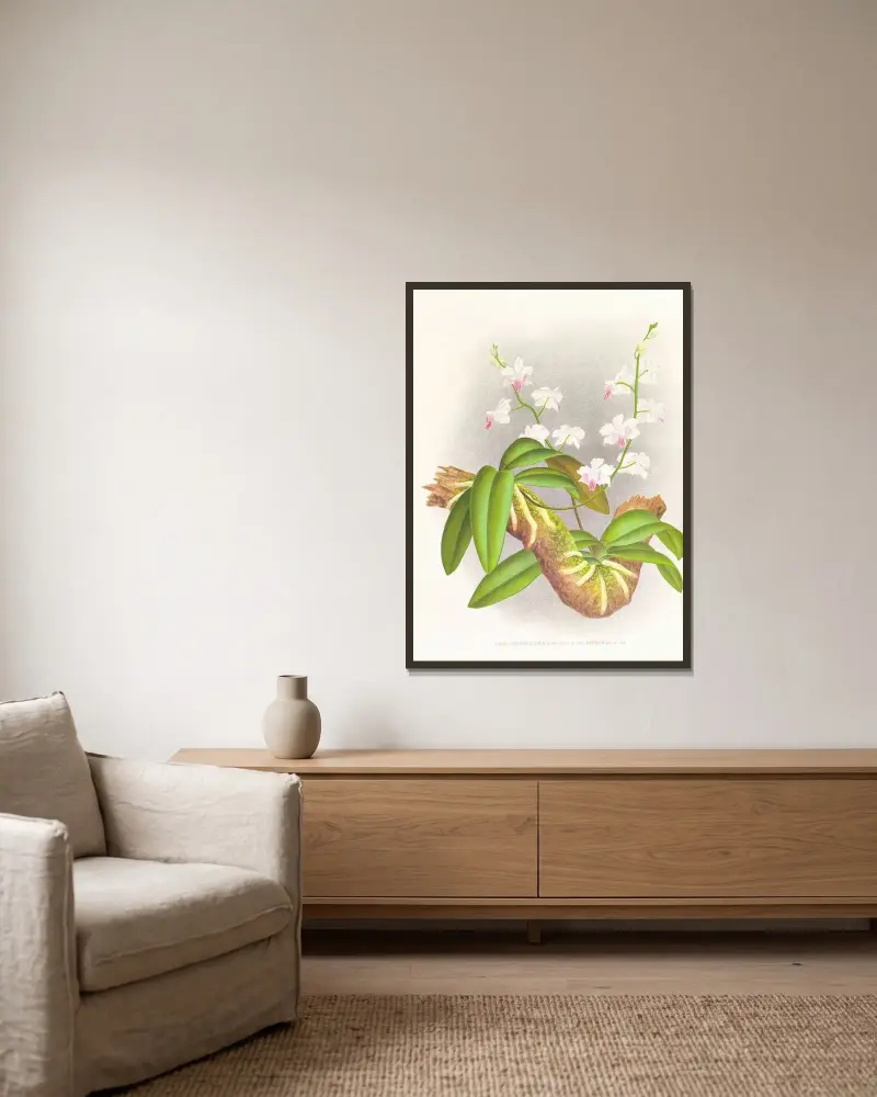 Phalaenopsis esmeralda var candidula av Jean Jules Linden inramad på en vägg