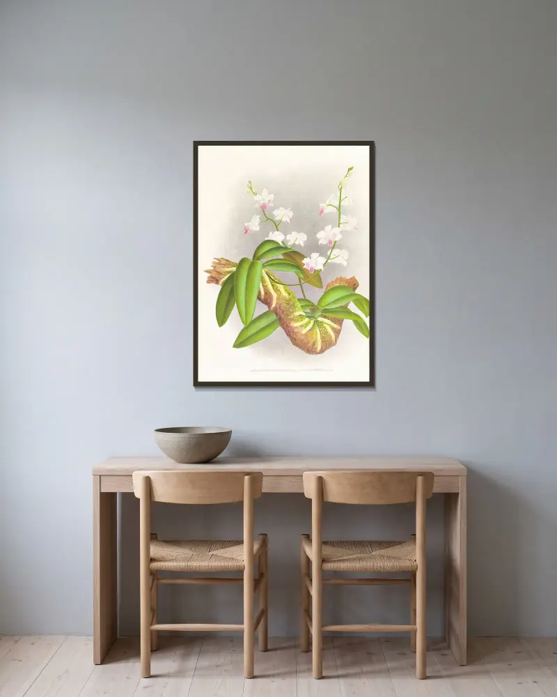 Phalaenopsis esmeralda var candidula av Jean Jules Linden inramad på en vägg