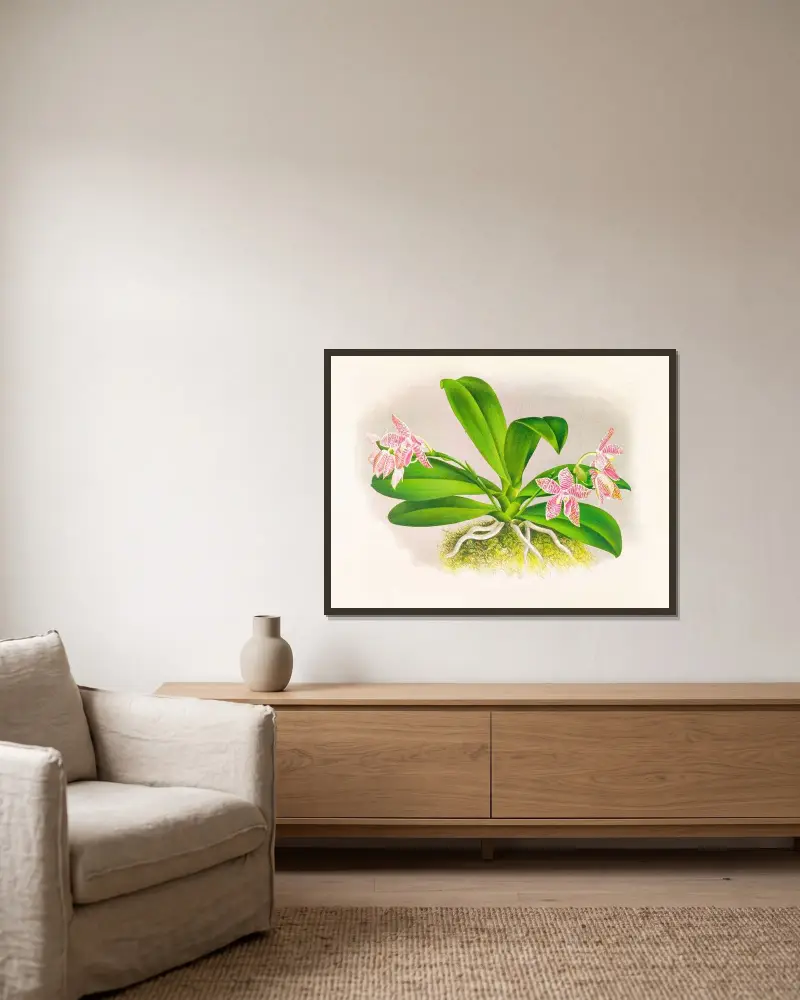 Phalaenopsis luddemanniana av Jean Jules Linden inramad på en vägg