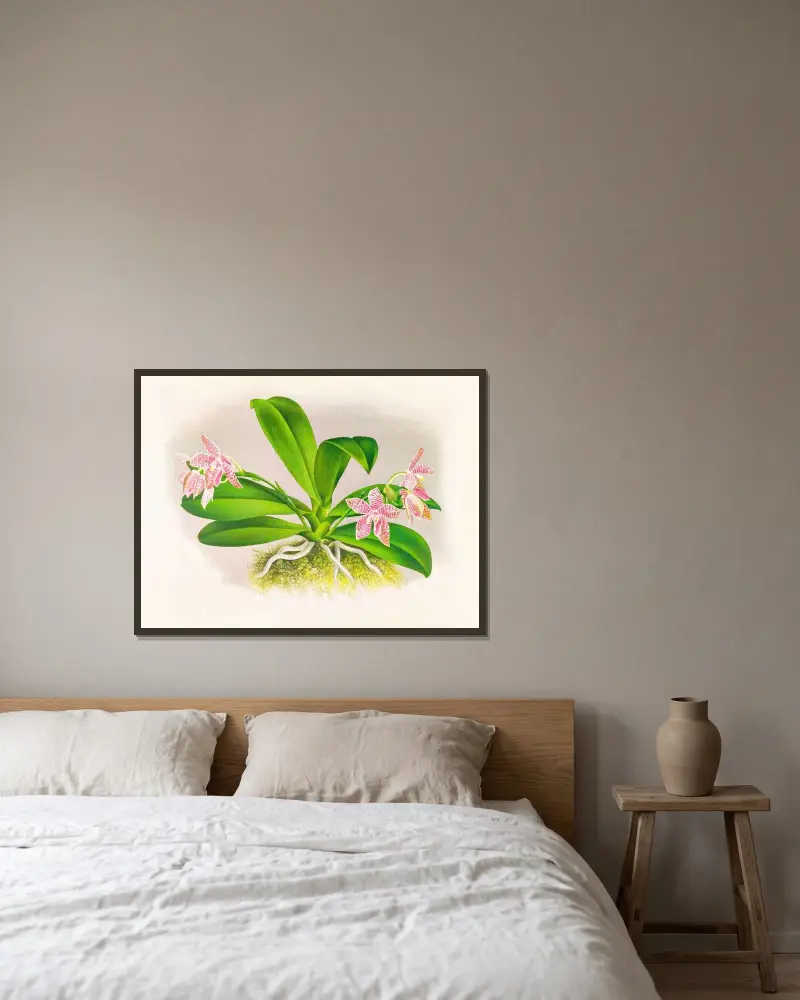 Phalaenopsis luddemanniana av Jean Jules Linden inramad på en vägg