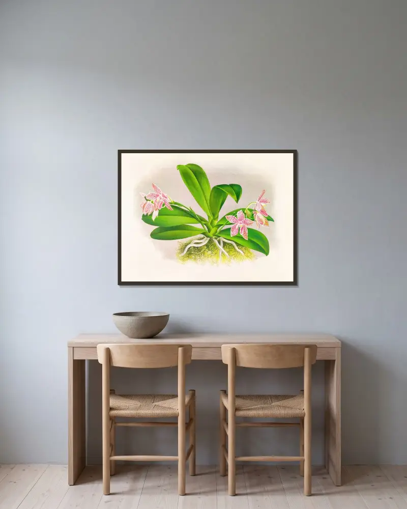 Phalaenopsis luddemanniana av Jean Jules Linden inramad på en vägg