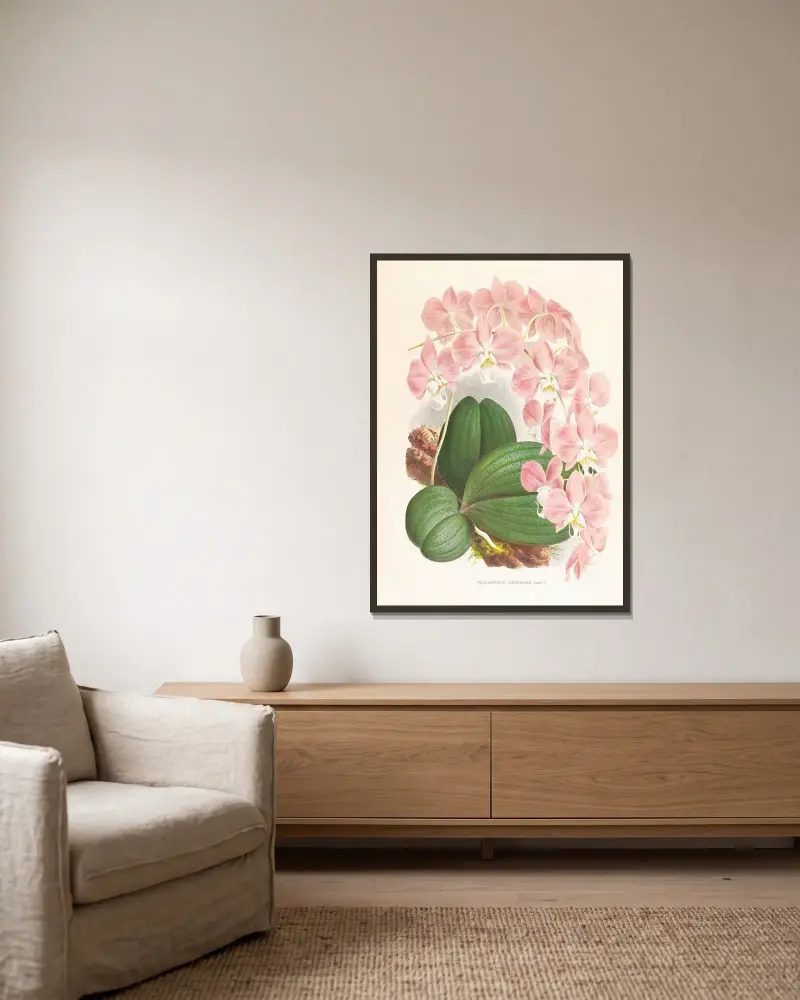 Phalaenopsis sanderiana av Jean Jules Linden inramad på en vägg