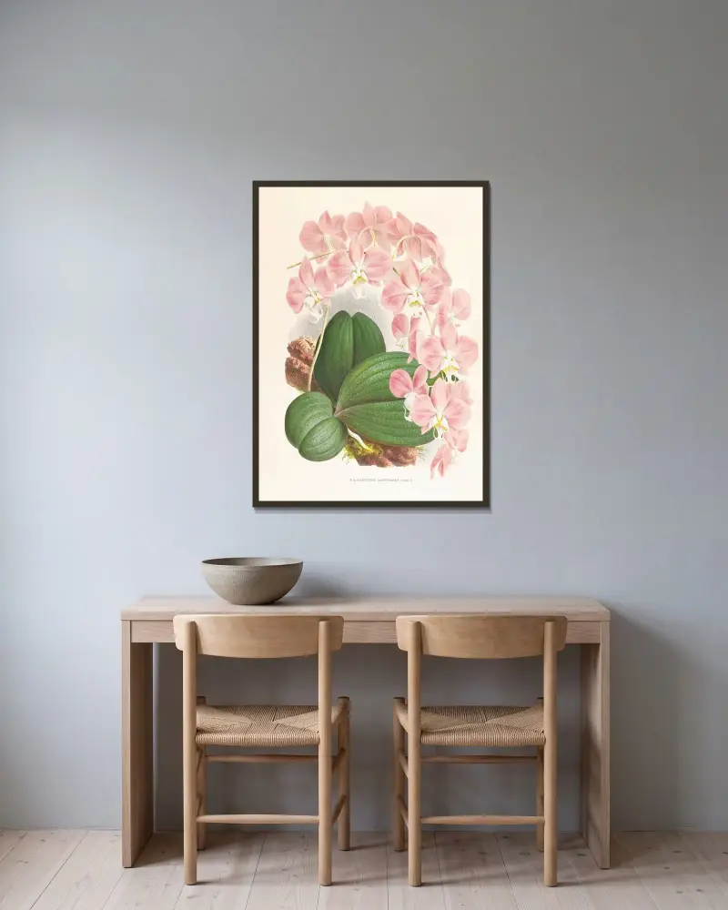 Phalaenopsis sanderiana av Jean Jules Linden inramad på en vägg