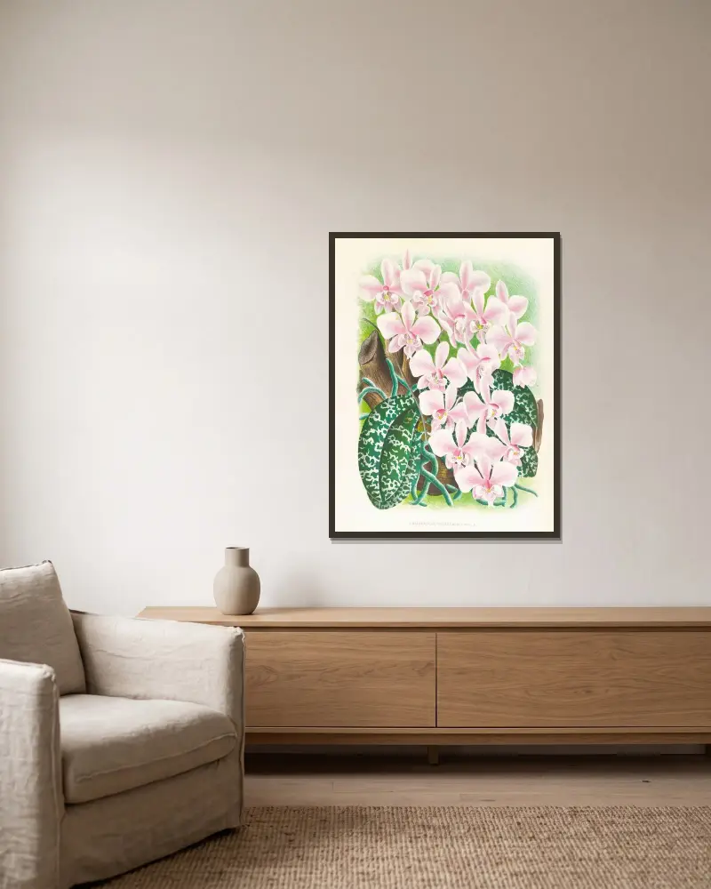 Phalaenopsis schilleriana av Jean Jules Linden inramad på en vägg