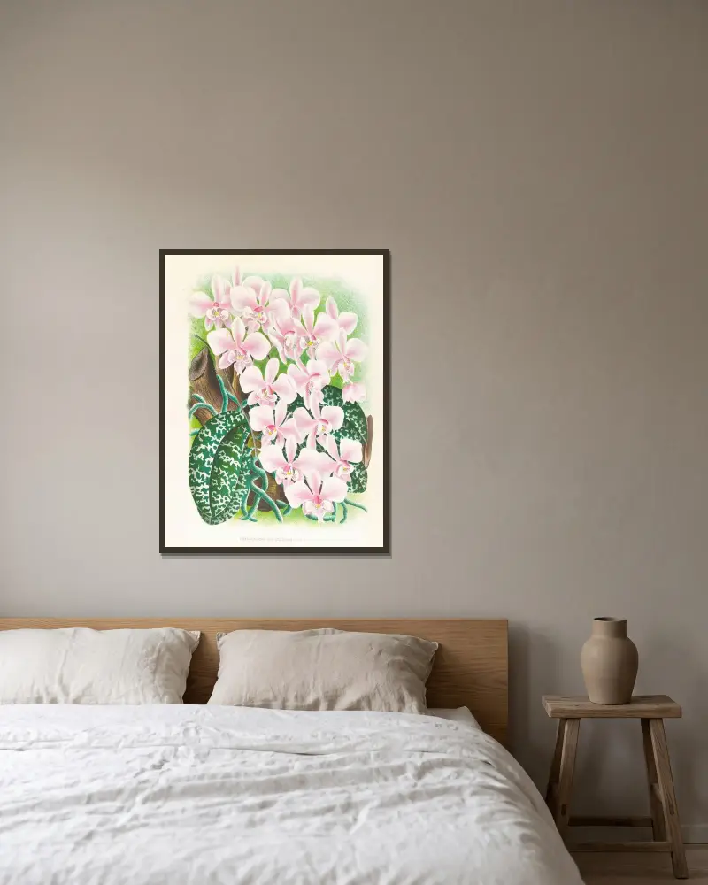 Phalaenopsis schilleriana av Jean Jules Linden inramad på en vägg