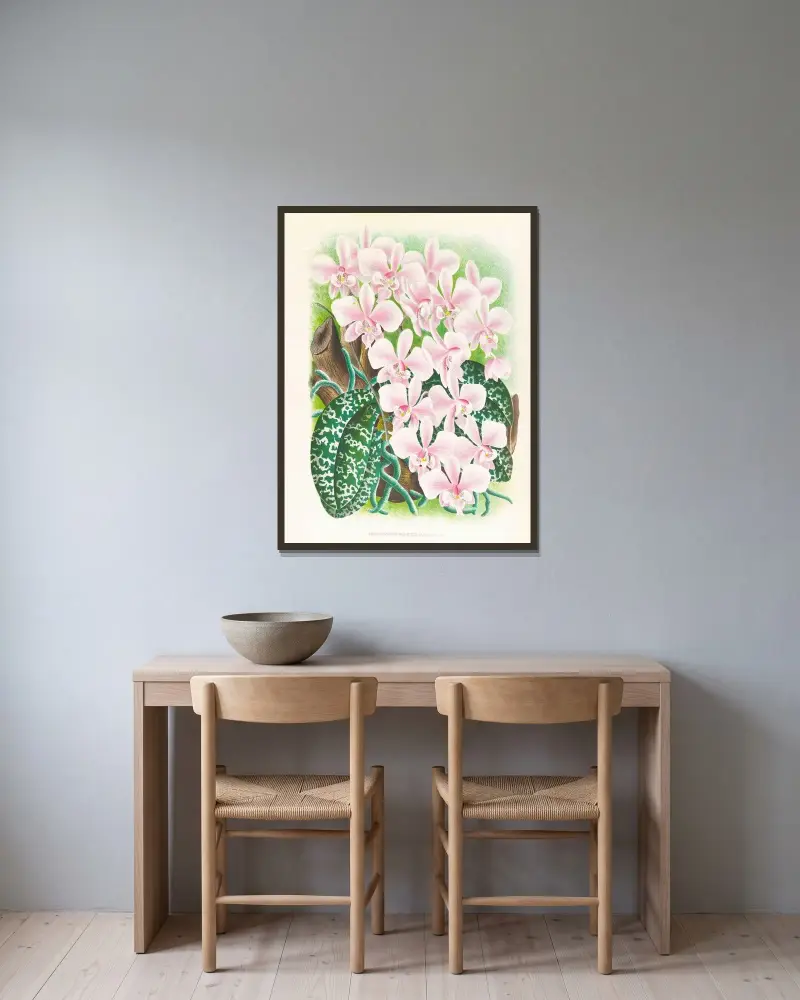 Phalaenopsis schilleriana av Jean Jules Linden inramad på en vägg
