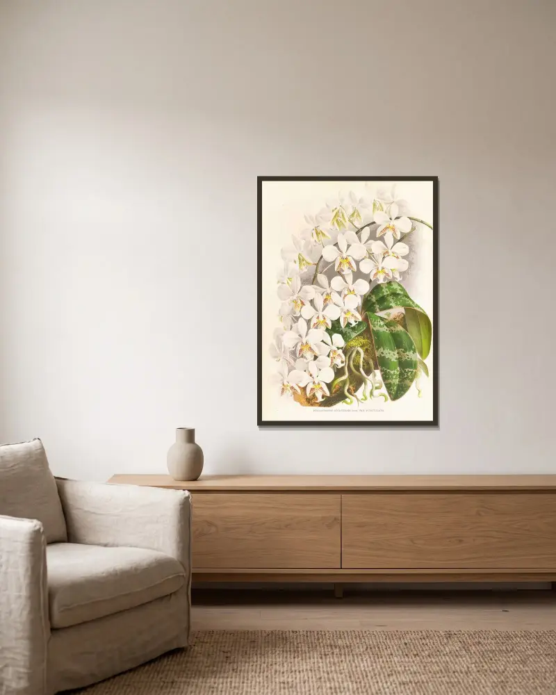 Phalaenopsis Stuartiana av Jean Jules Linden inramad på en vägg