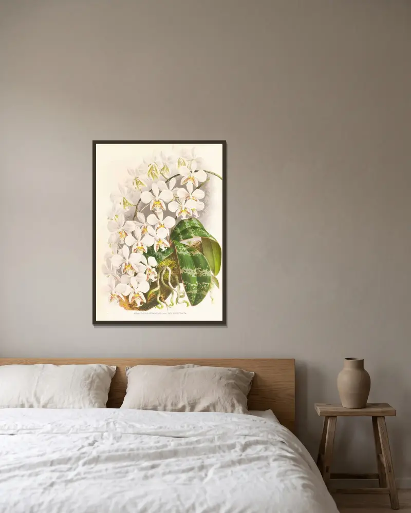Phalaenopsis Stuartiana av Jean Jules Linden inramad på en vägg