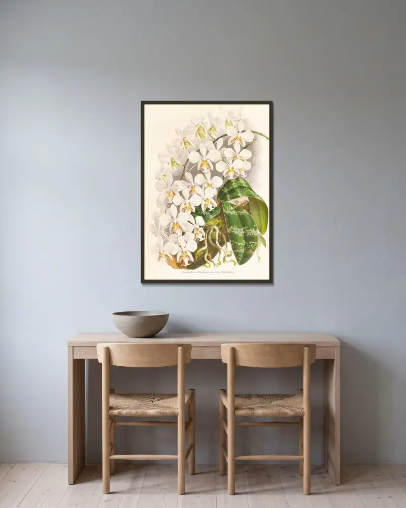 Phalaenopsis Stuartiana av Jean Jules Linden inramad på en vägg