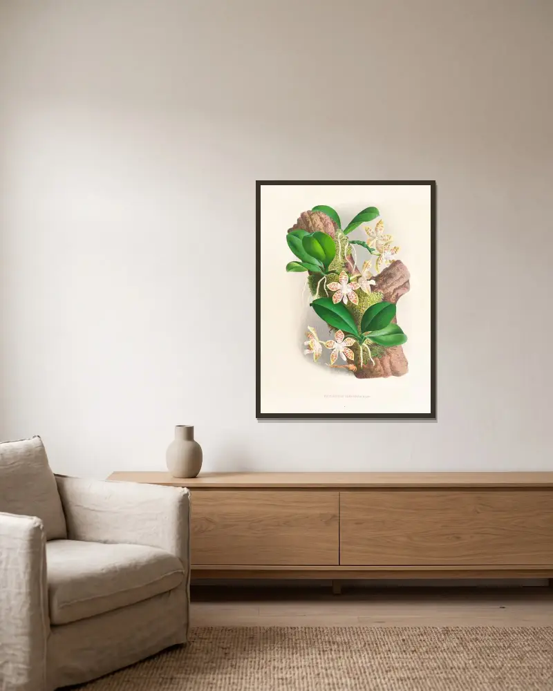 Phalaenopsis sumatrana av Jean Jules Linden inramad på en vägg