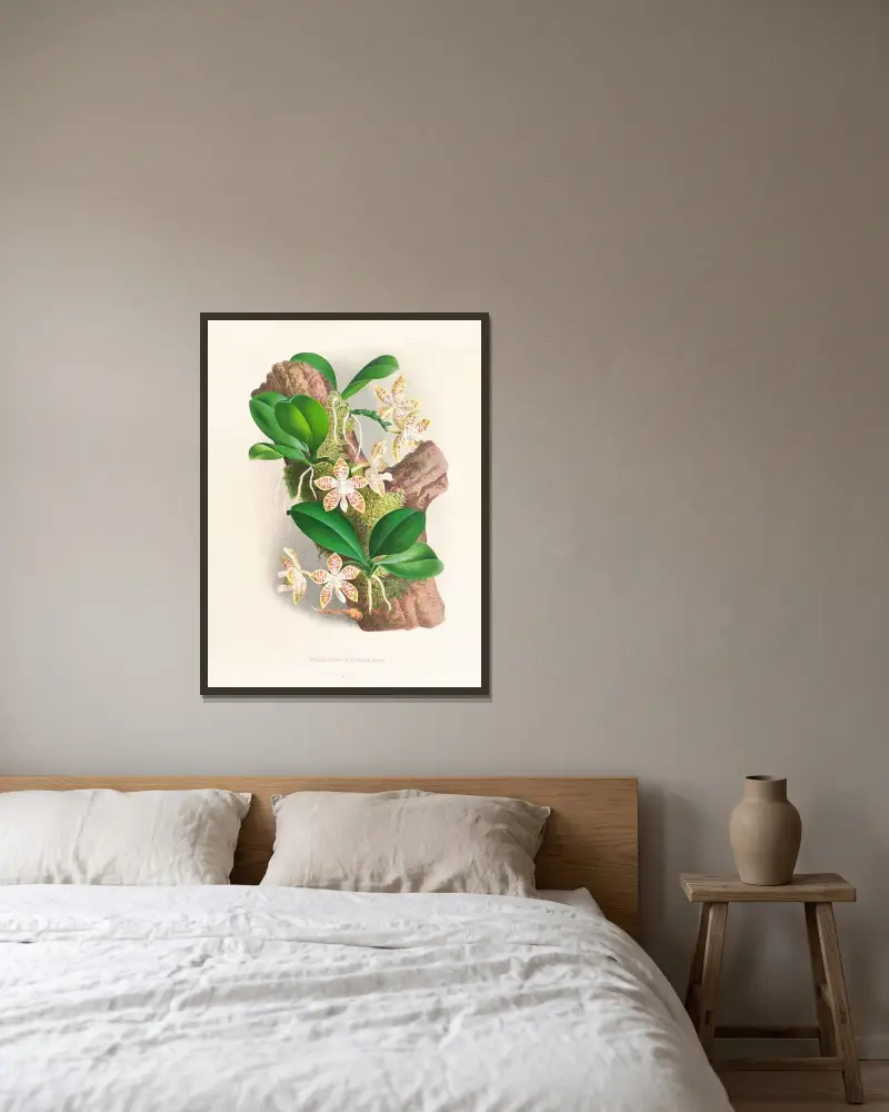 Phalaenopsis sumatrana av Jean Jules Linden inramad på en vägg