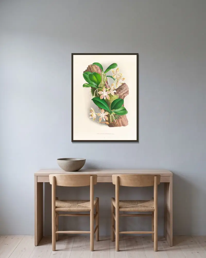 Phalaenopsis sumatrana av Jean Jules Linden inramad på en vägg