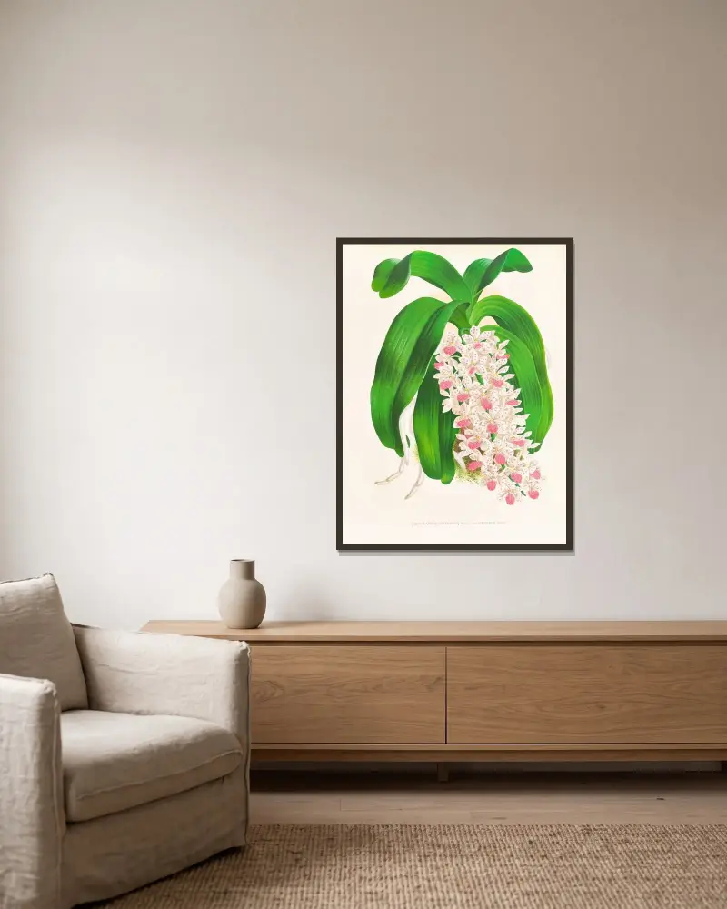 Saccolabium giganteum var illustre av Jean Jules Linden inramad på en vägg