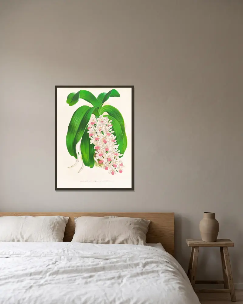 Saccolabium giganteum var illustre av Jean Jules Linden inramad på en vägg