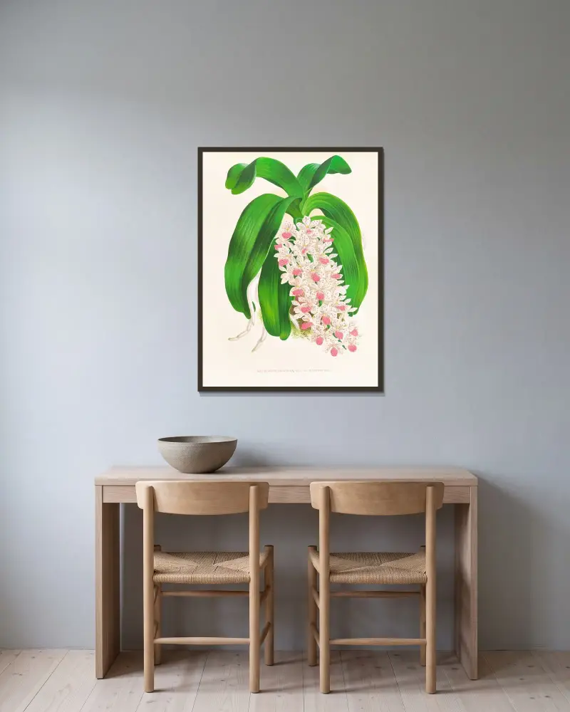 Saccolabium giganteum var illustre av Jean Jules Linden inramad på en vägg