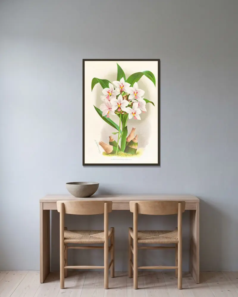 Spathoglottis Augustorum av Jean Jules Linden inramad på en vägg