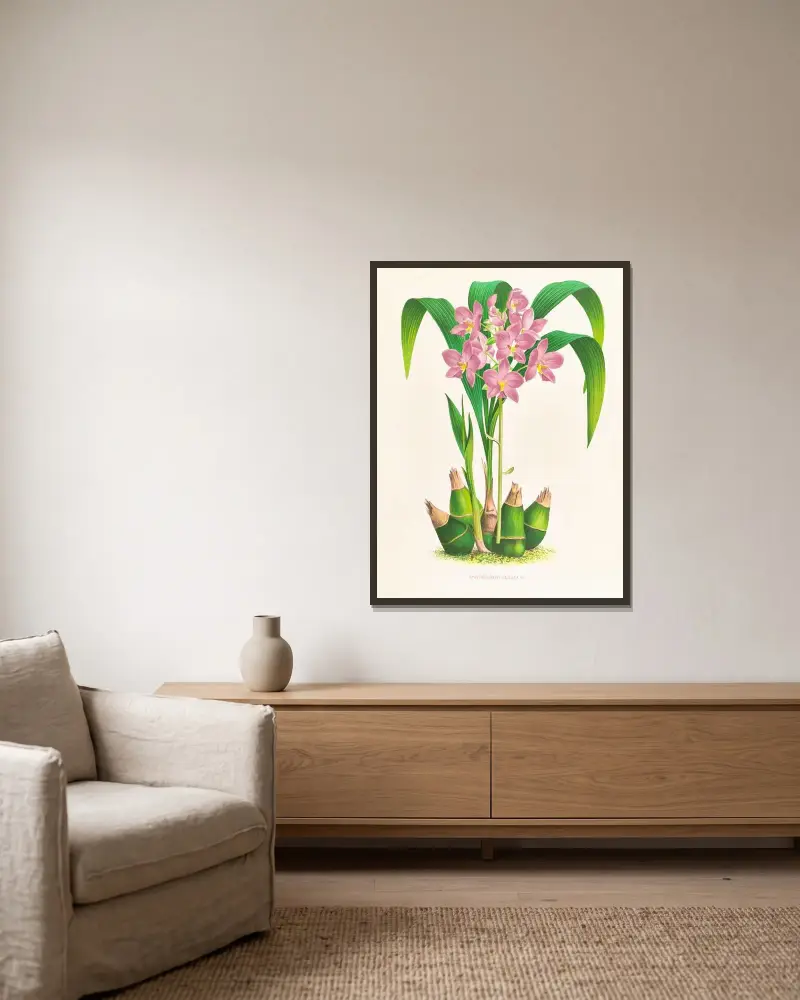 Spathoglottis plicata av Jean Jules Linden inramad på en vägg