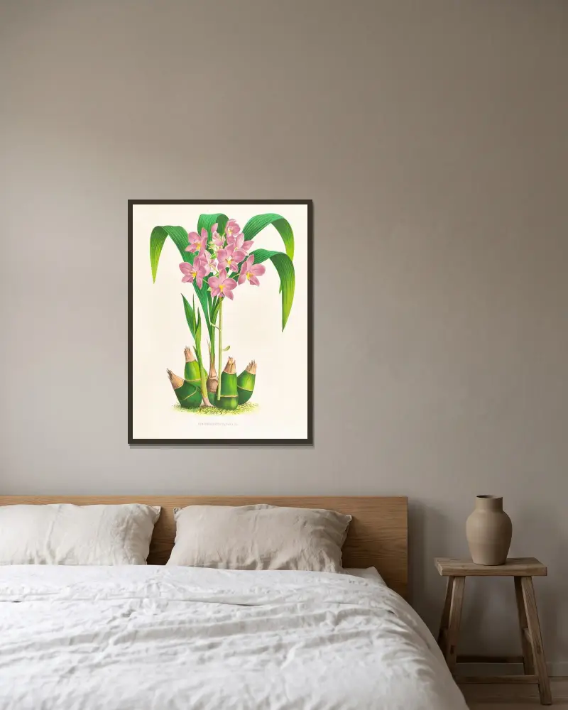Spathoglottis plicata av Jean Jules Linden inramad på en vägg
