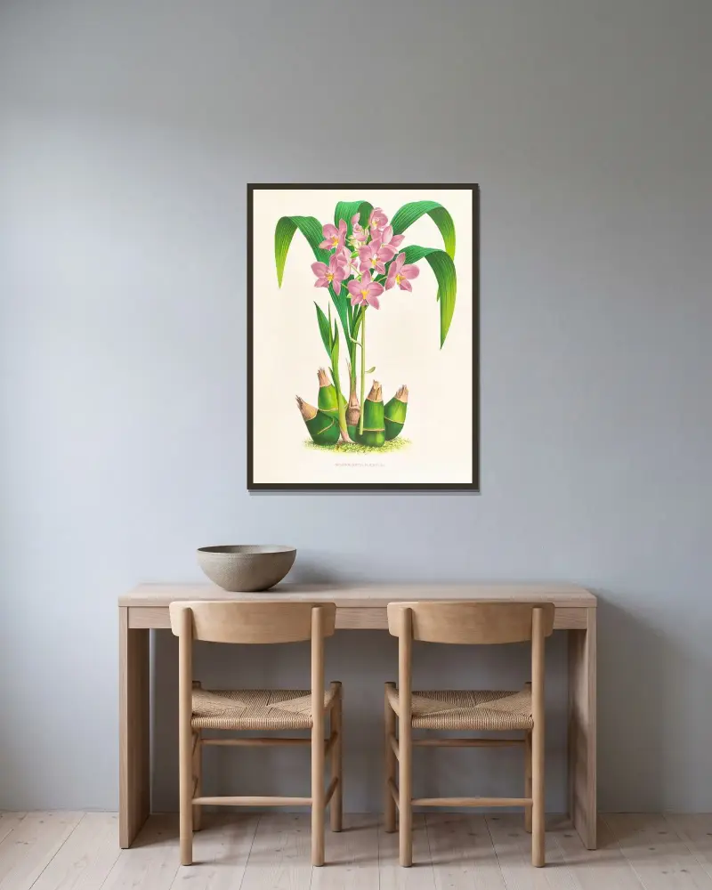 Spathoglottis plicata av Jean Jules Linden inramad på en vägg
