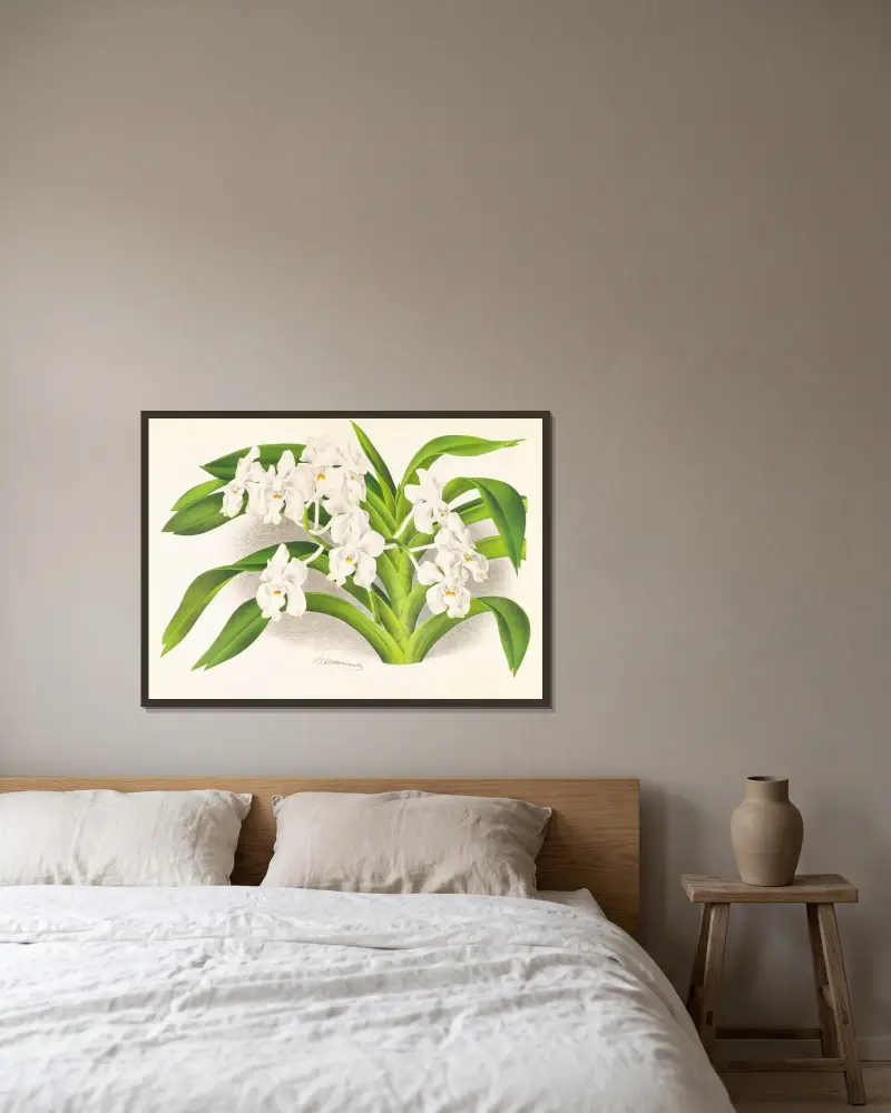 Vanda denisoniana av Jean Jules Linden inramad på en vägg