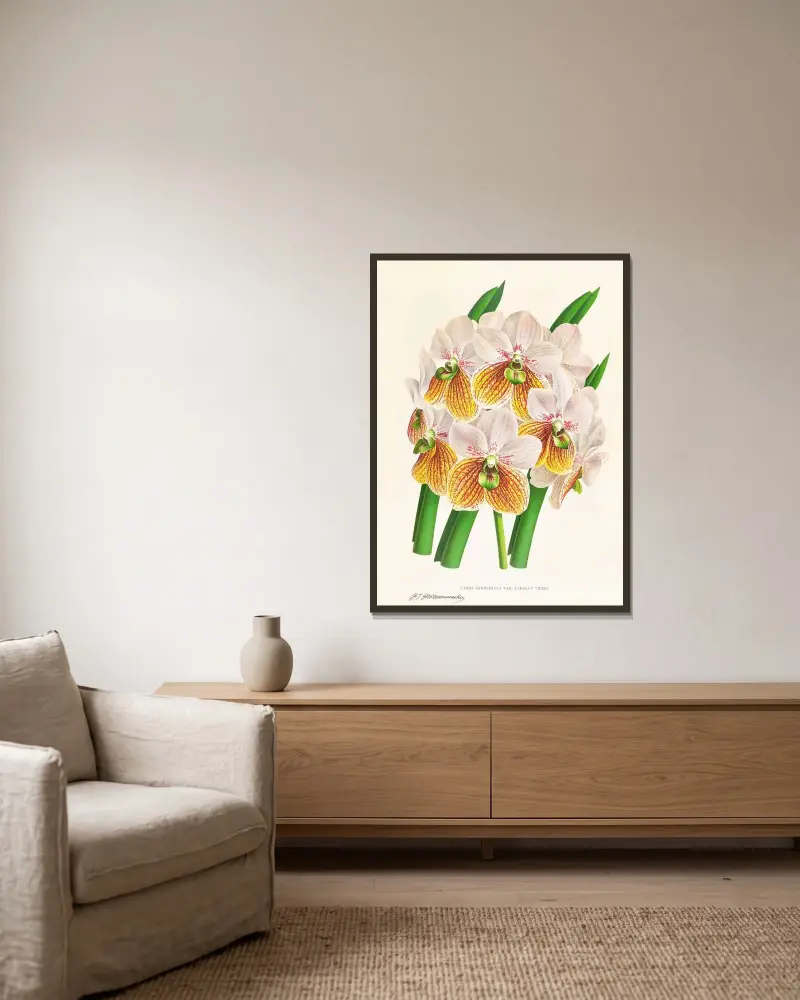 Vanda Sanderiana var Labello Viridi av Jean Jules Linden inramad på en vägg