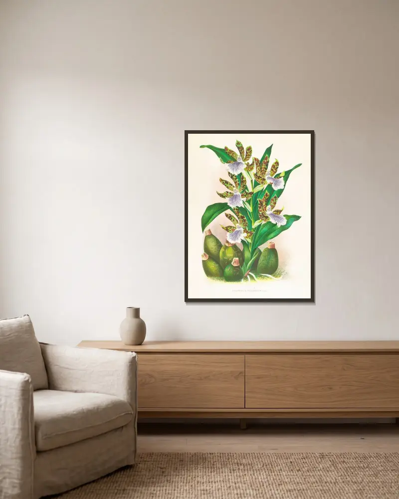 Zygopetalum intermedium von Jean Jules Linden gerahmt an einer Wand
