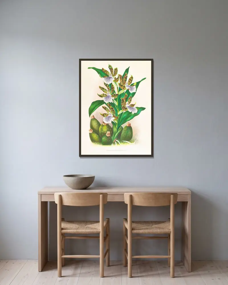 Zygopetalum intermedium von Jean Jules Linden gerahmt an einer Wand
