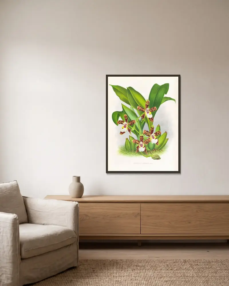 Zygopetalum jorisianum, Jean Jules Linden w ramie na ścianie