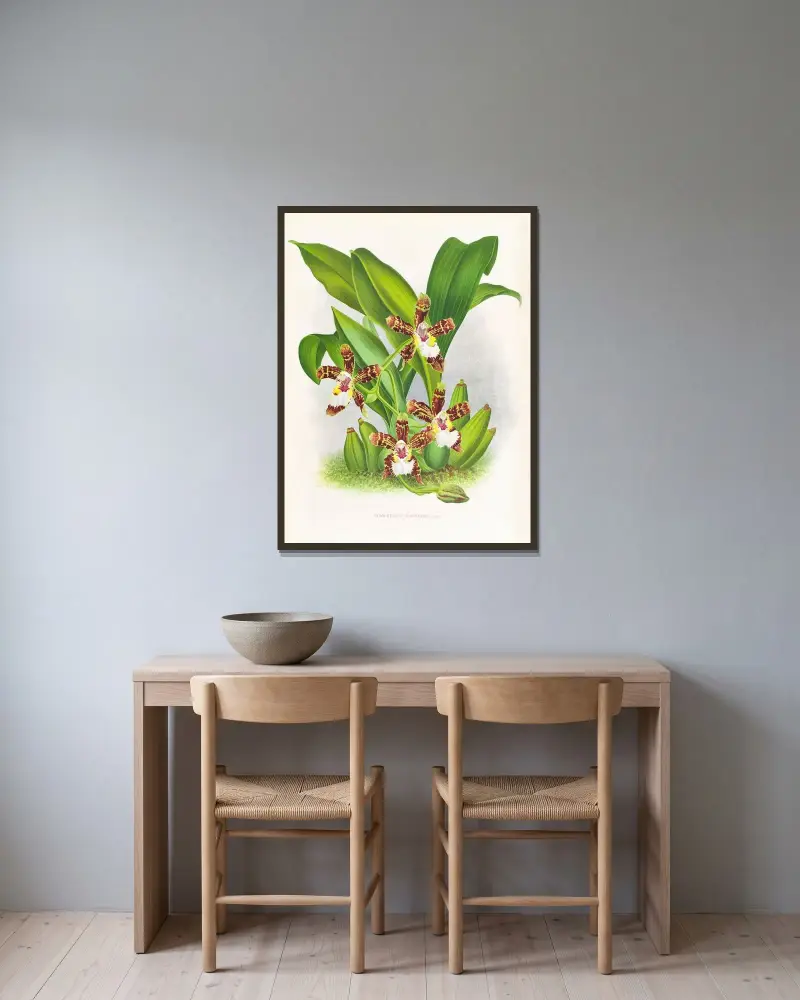 Zygopetalum jorisianum, Jean Jules Linden w ramie na ścianie