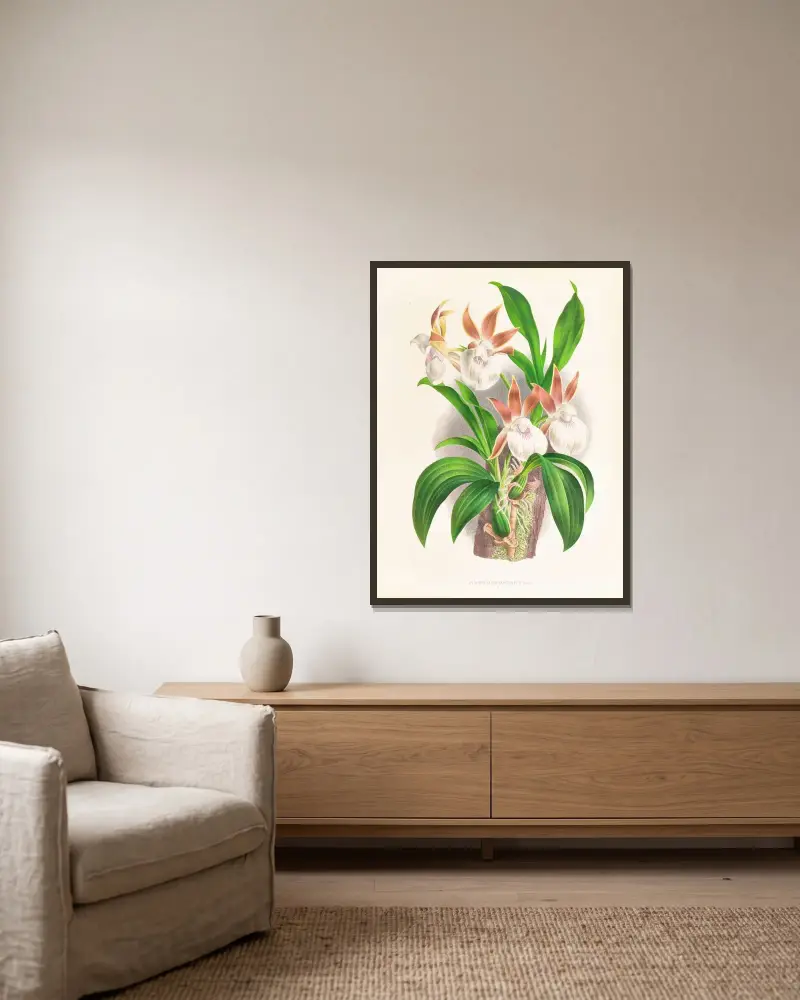 Zygopetalum rostratum av Jean Jules Linden inramad på en vägg
