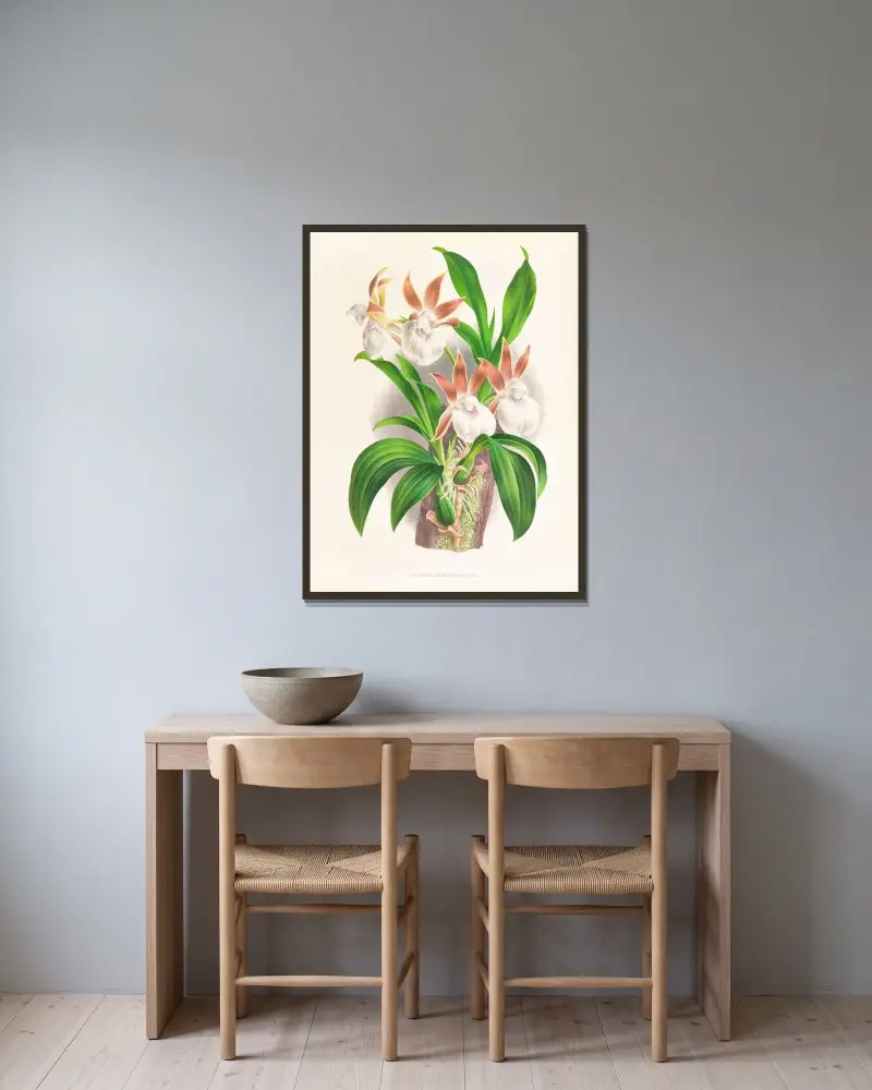 Zygopetalum rostratum av Jean Jules Linden inramad på en vägg