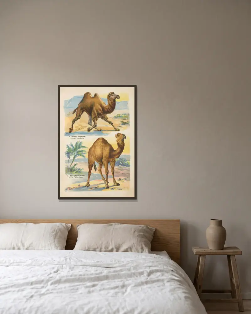 Atlas państwa zwierzęcego Pl.57 av Kurt Lampert inramad på en vägg
