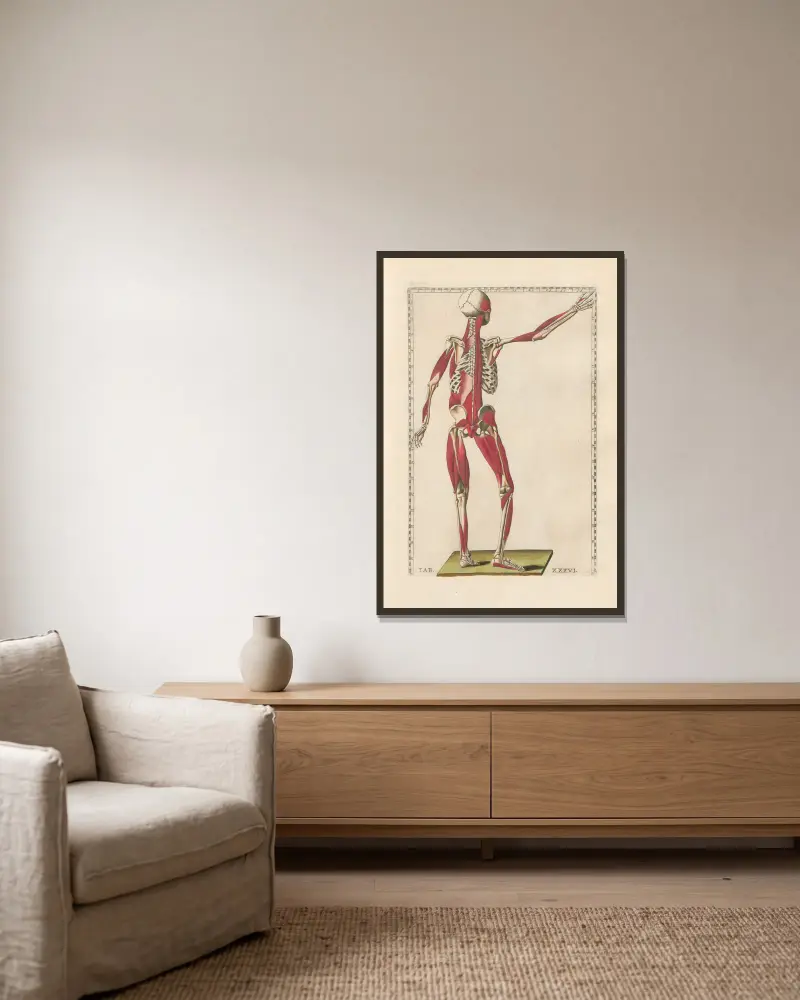Bartholomaei Eustachii anatomici summi Romanae archetypae tabulae anatomicae novis explicationibus Pl.36 av Pier Leone Ghezzi inramad på en vägg