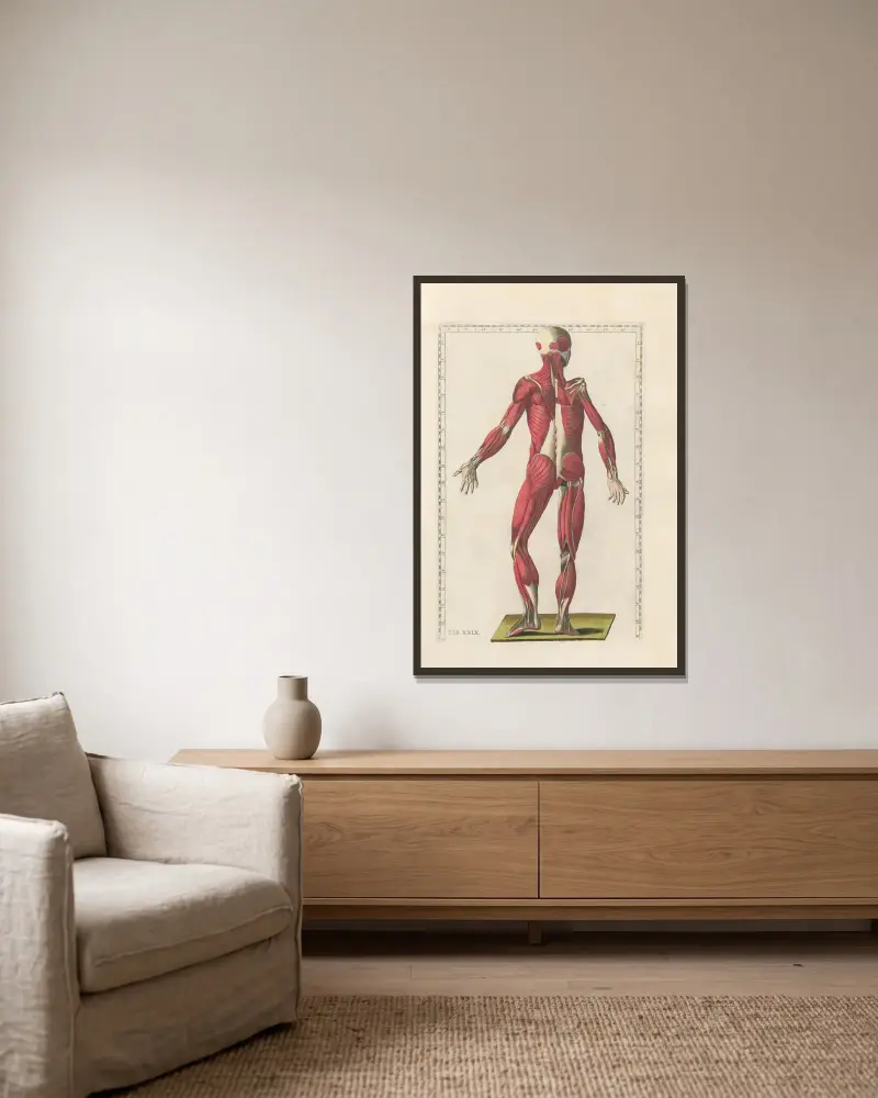 Bartholomaei Eustachii anatomici summi Romanae archetypae tabulae anatomicae novis explicationibus Pl.29 av Pier Leone Ghezzi inramad på en vägg
