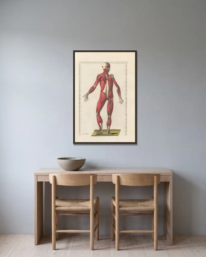 Bartholomaei Eustachii anatomici summi Romanae archetypae tabulae anatomicae novis explicationibus Pl.29 av Pier Leone Ghezzi inramad på en vägg
