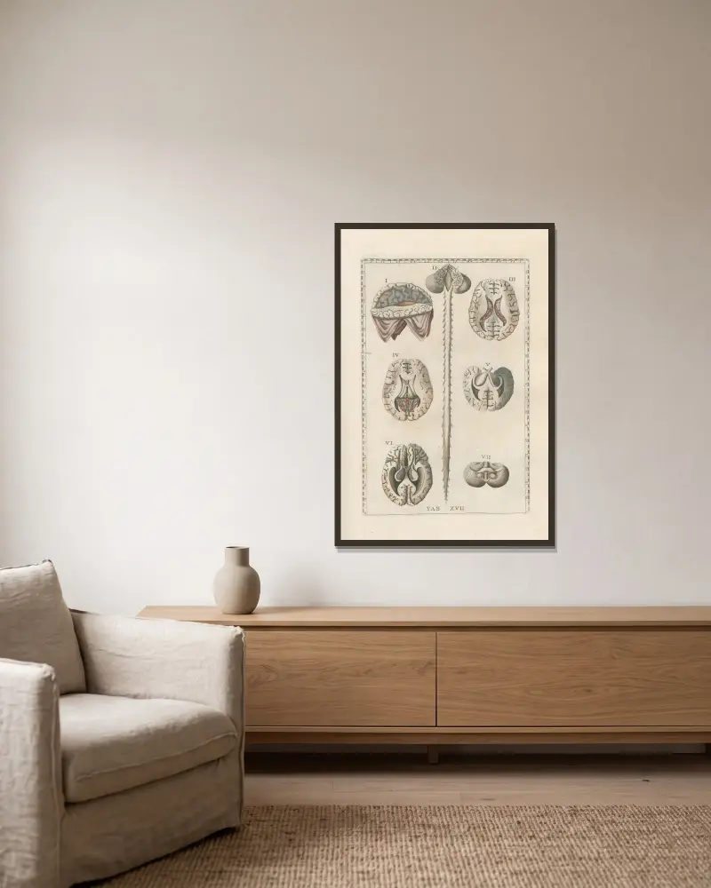 Bartholomaei Eustachii anatomici summi Romanae archetypae tabulae anatomicae novis explicationibus Pl.17 av Pier Leone Ghezzi inramad på en vägg
