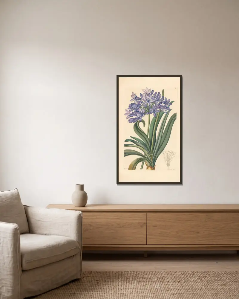 Agapanthus umbellatus av Leopold Trattinnick inramad på en vägg