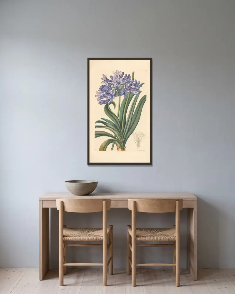 Agapanthus umbellatus av Leopold Trattinnick inramad på en vägg