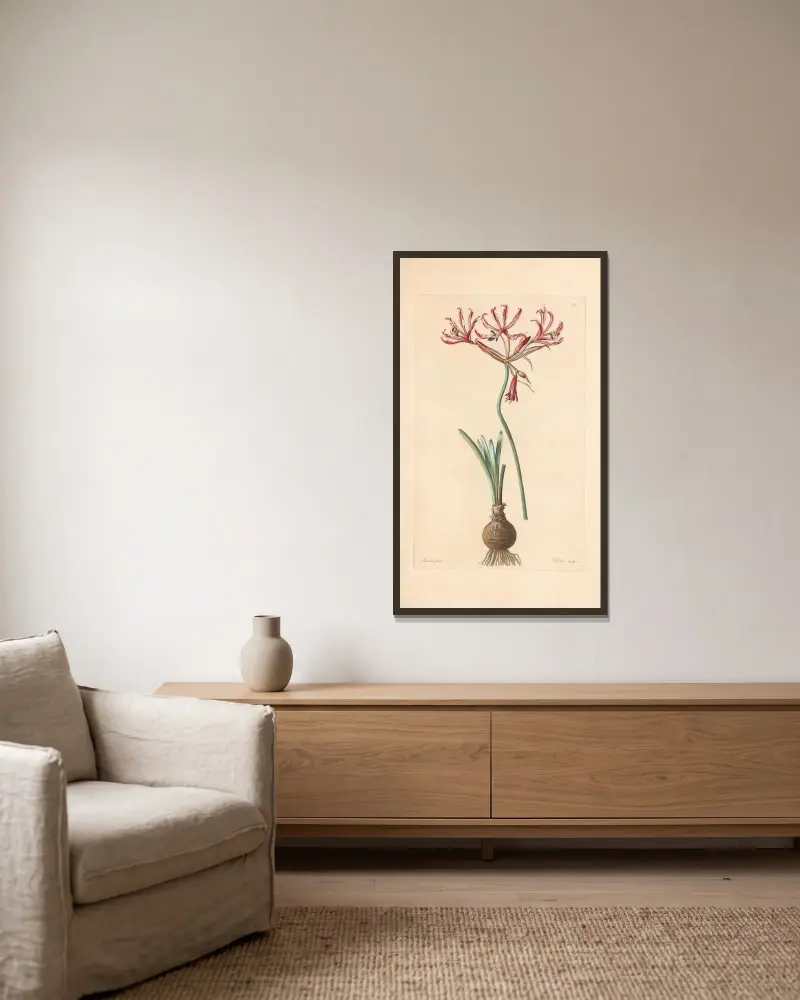 Amaryllis aucta av Leopold Trattinnick inramad på en vägg