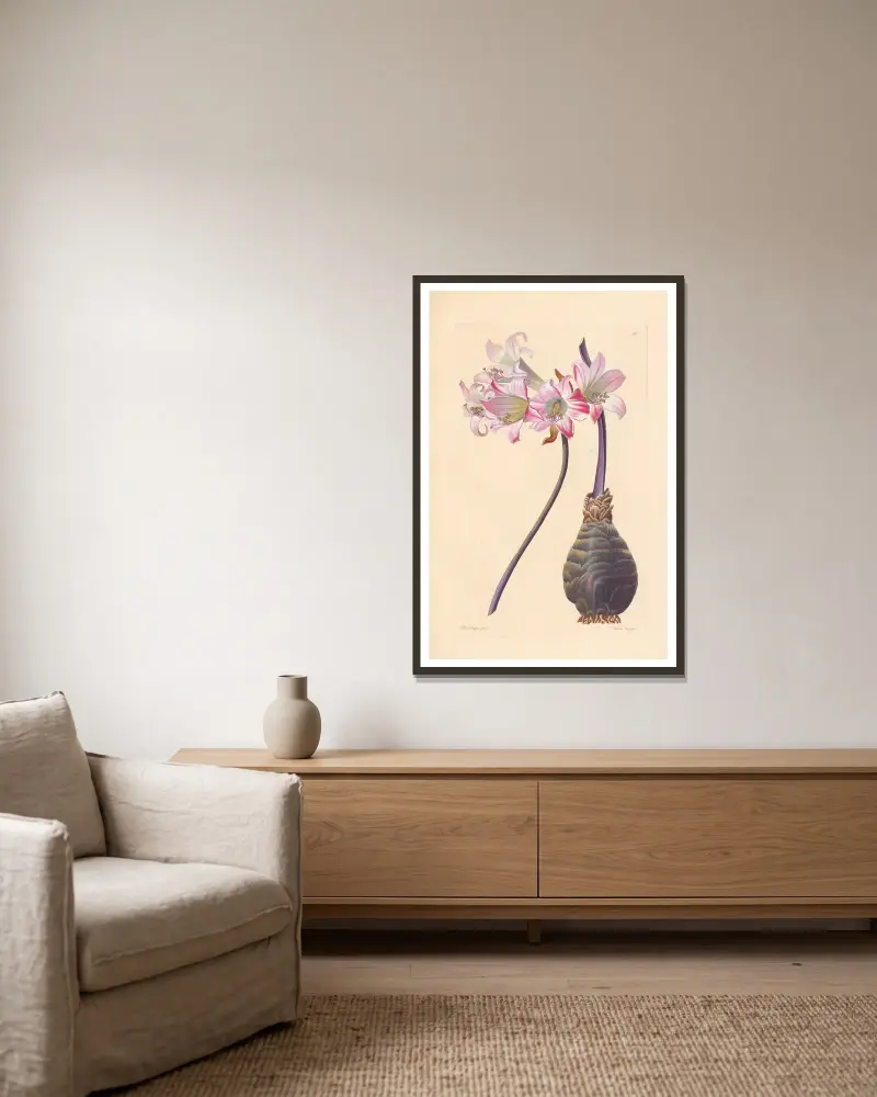 Amaryllis belladonna von Leopold Trattinnick gerahmt an einer Wand