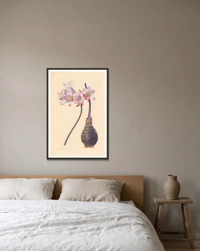 Amaryllis belladonna von Leopold Trattinnick gerahmt an einer Wand