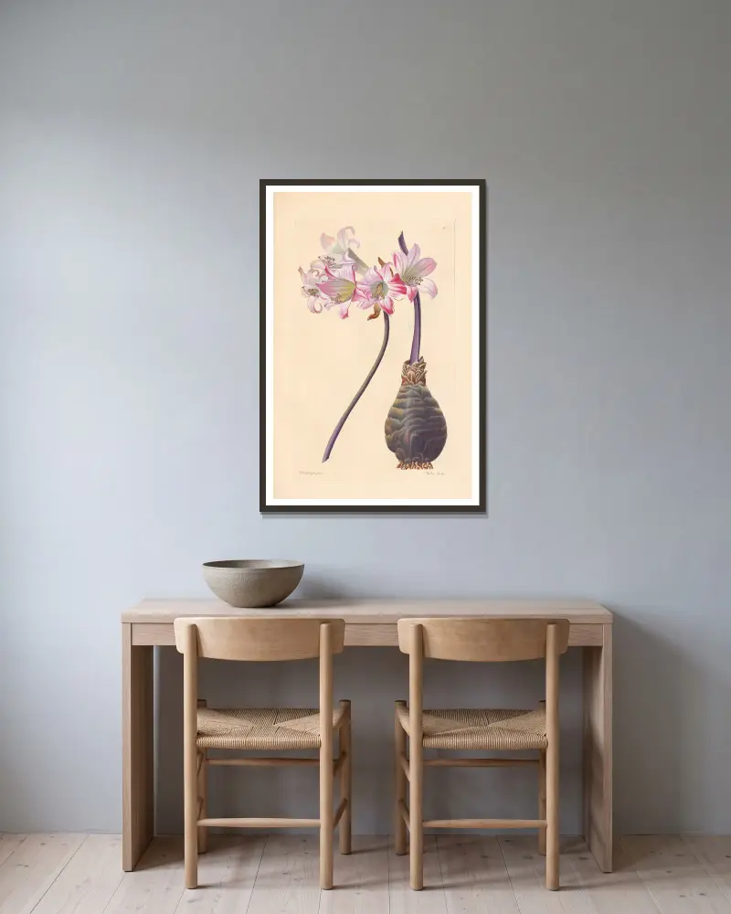 Amaryllis belladonna von Leopold Trattinnick gerahmt an einer Wand