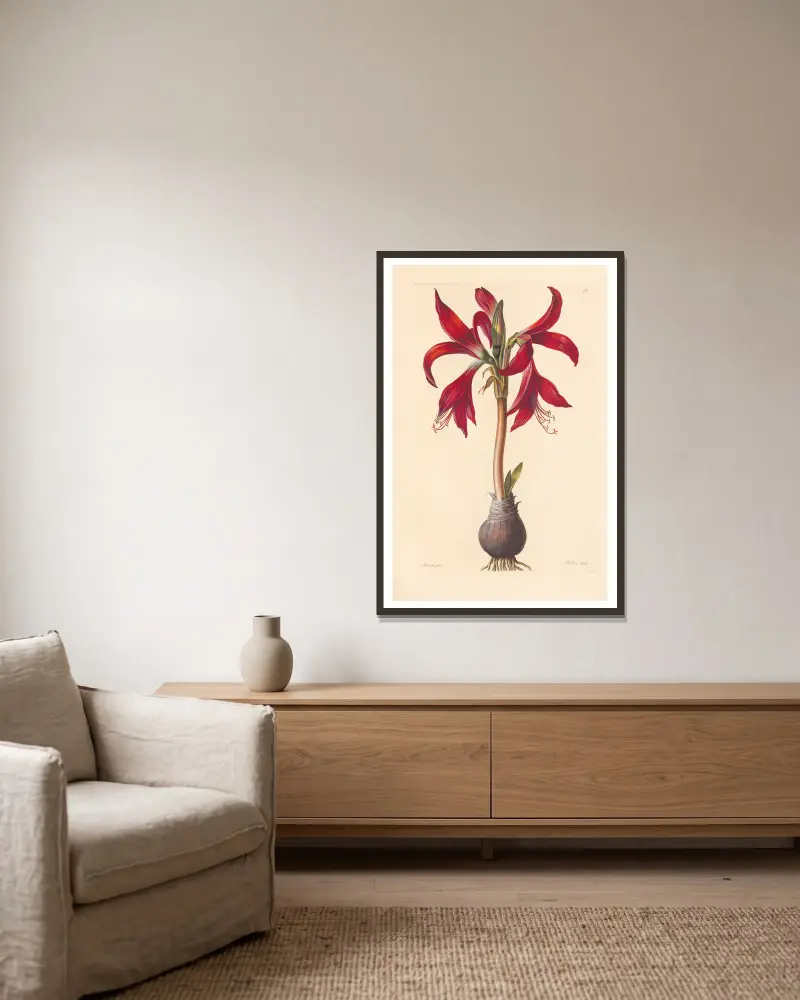 Amaryllis formosissima von Leopold Trattinnick gerahmt an einer Wand