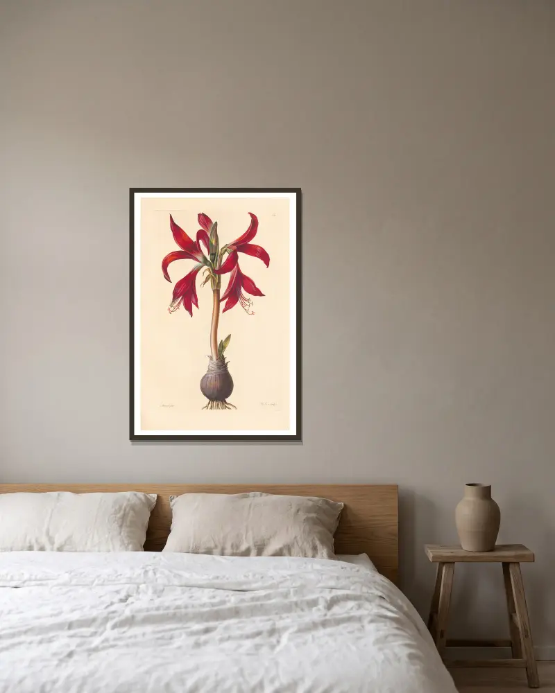 Amaryllis formosissima von Leopold Trattinnick gerahmt an einer Wand