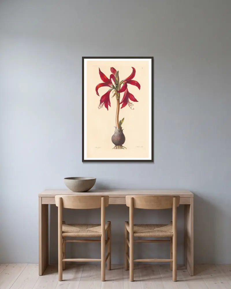 Amaryllis formosissima von Leopold Trattinnick gerahmt an einer Wand