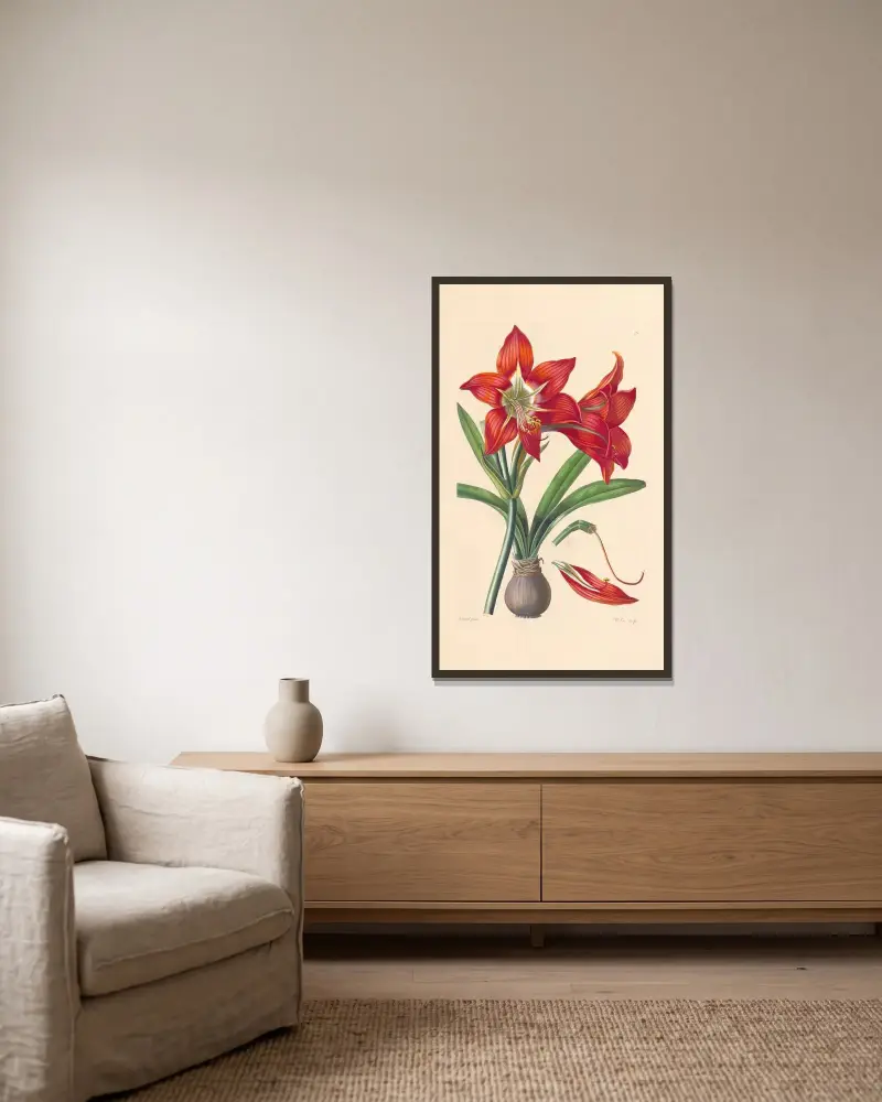 Amaryllis miniata av Leopold Trattinnick inramad på en vägg